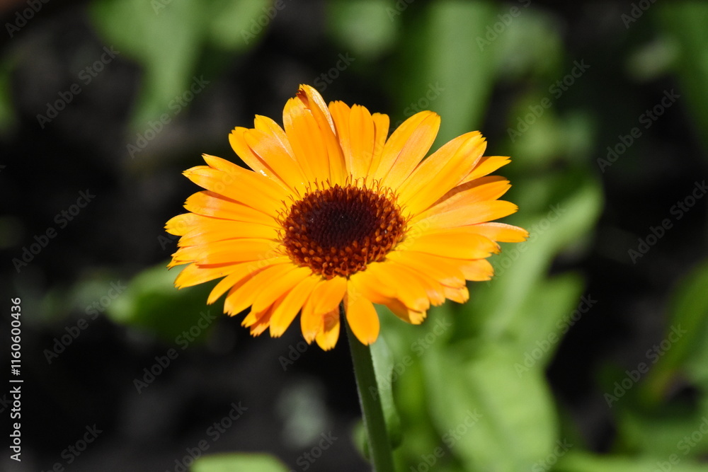 Radiant Calendula Flowers in Bloom Radiant Calendula Flowers in Bloom