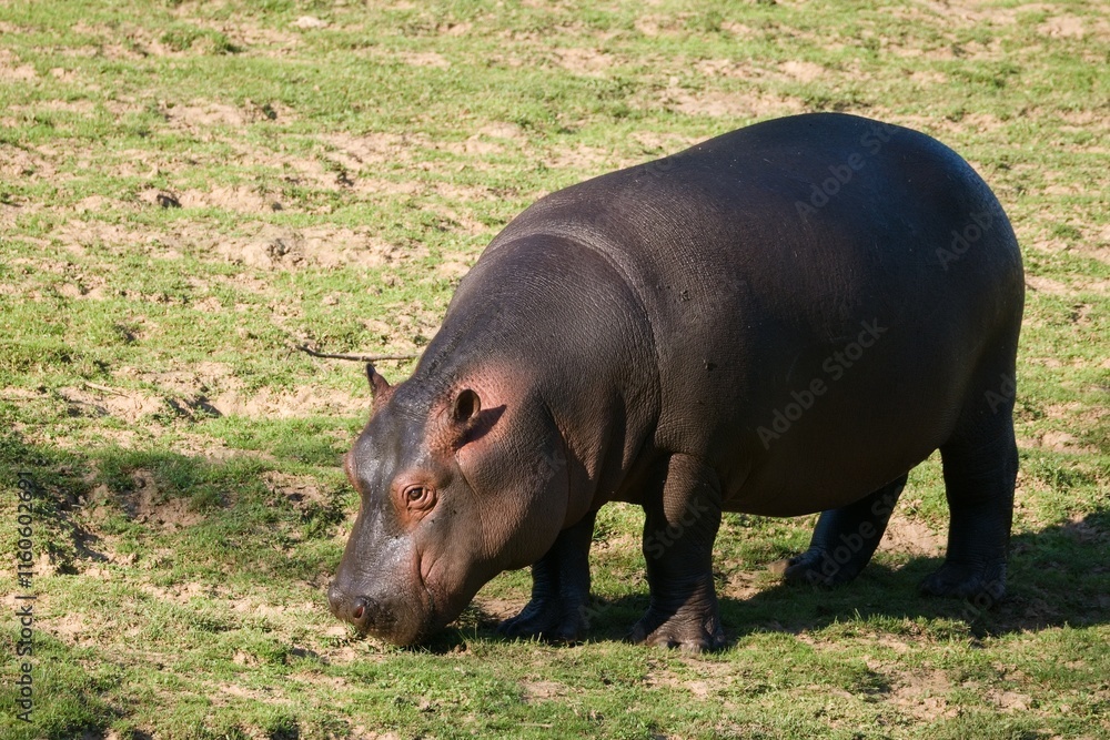 hippopotamus in zoo hippopotamus in zoo