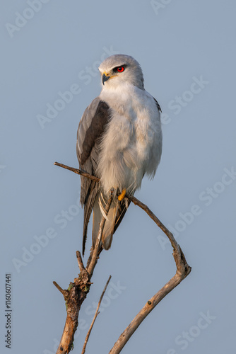 Elanio común (Elanus caeruleus) posado sobre una rama seca al amanecer, destacando su mirada intensa y su elegante plumaje gris. photo