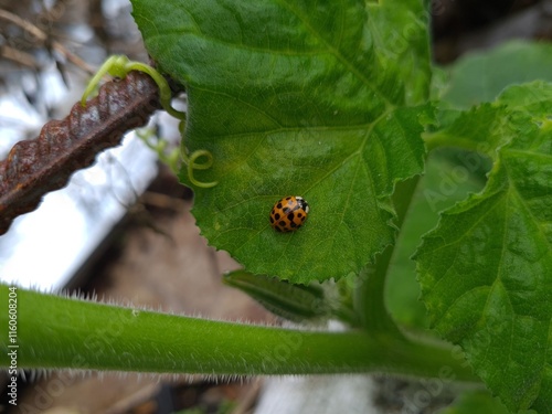 Ladybug Crawling on Vibrant Green Leaf
 photo