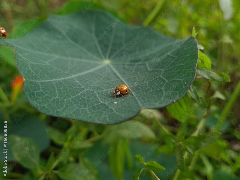 Ladybug Crawling on Vibrant Green Leaf
Ladybug Crawling on Vibrant Green Leaf