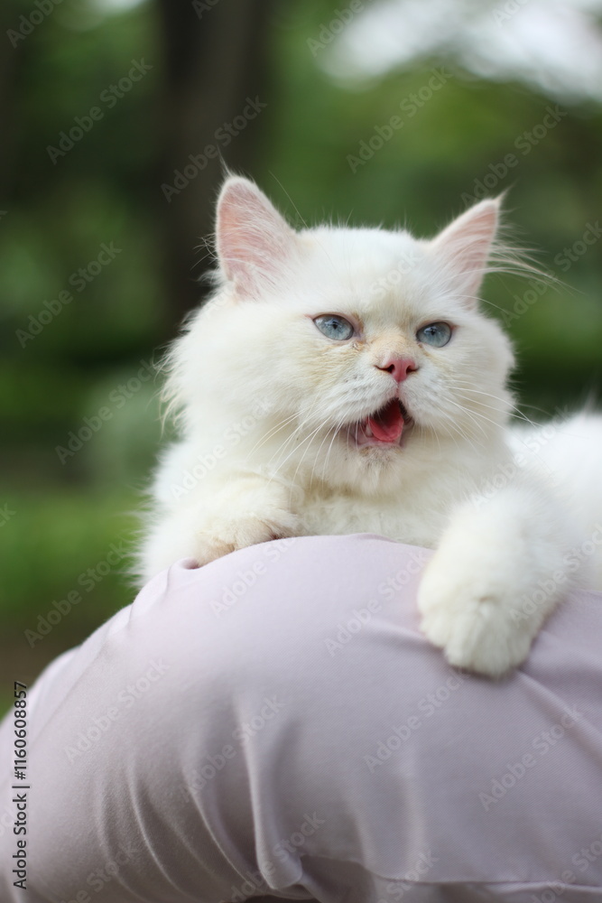 a blue-eyed white angora cat smiling in the garden a blue-eyed white angora cat smiling in the garden