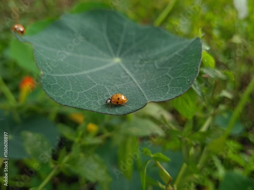 Ladybug Crawling on Vibrant Green Leaf
 photo