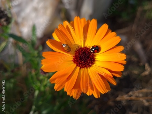 Ladybug on Vibrant Calendula Flower Petals photo