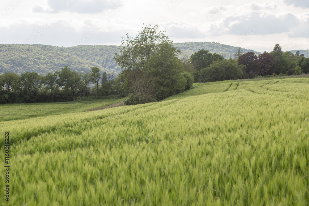 Fototapeta premium Idyllic landscape in Bad Sooden-Allendorf with light green field of barley, trees and mountain peaks in the background. . High quality photo