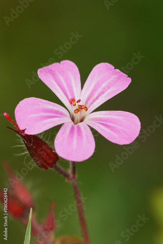Vertical closeup on the pink flower of the squinter-pip or stinking Bob wildflower, Geranium robertianum