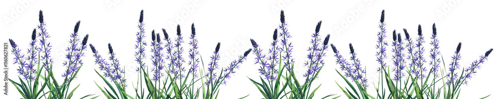 Naklejka premium Set of Camassia leichtlinii Blue Danube (Camas) frontal isolated png on a transparent background perfectly cutout high resolution