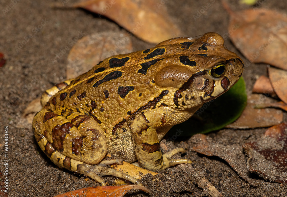 A beautiful eastern leopard toad (Sclerophrys pardalis), in the wild, in Western Cape, South Africa A beautiful eastern leopard toad (Sclerophrys pardalis), in the wild, in Western Cape, South Africa