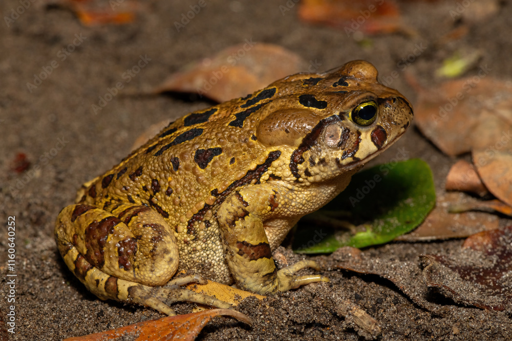 A beautiful eastern leopard toad (Sclerophrys pardalis), in the wild, in Western Cape, South Africa A beautiful eastern leopard toad (Sclerophrys pardalis), in the wild, in Western Cape, South Africa