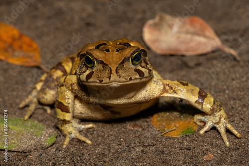 A beautiful eastern leopard toad (Sclerophrys pardalis), in the wild, in Western Cape, South Africa photo