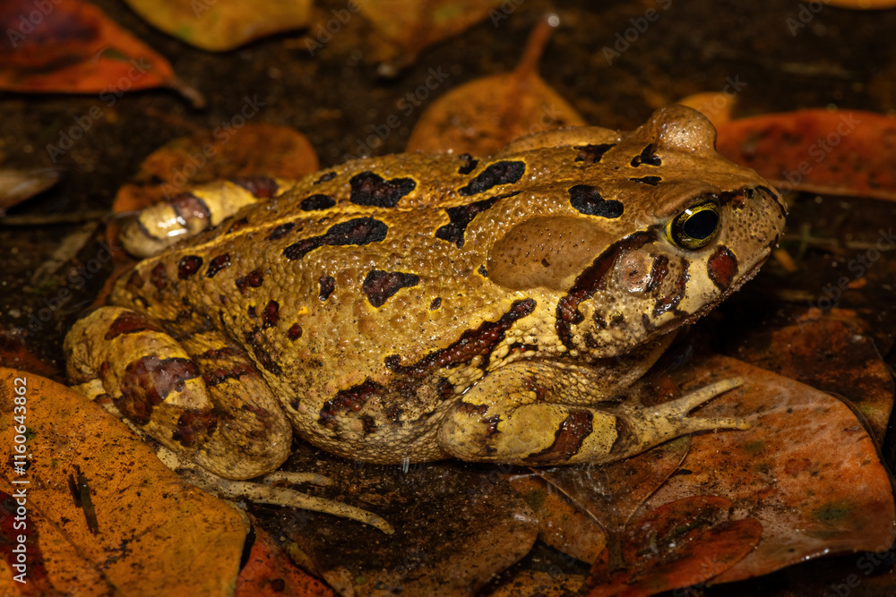 Fototapeta premium A beautiful eastern leopard toad (Sclerophrys pardalis), in a small pond, in Western Cape, South Africa