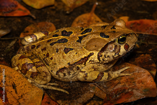 A beautiful eastern leopard toad (Sclerophrys pardalis), in a small pond, in Western Cape, South Africa photo