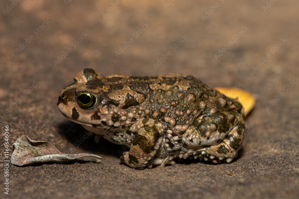 Karoo toad (Vandijkophrynus gariepensis), also known as a gariep toad, or mountain toad, on a rock in the wild Karoo toad (Vandijkophrynus gariepensis), also known as a gariep toad, or mountain toad, on a rock in the wild