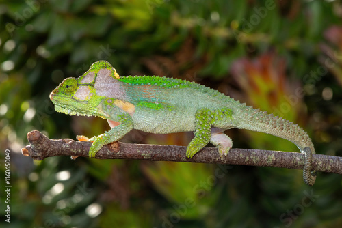 A stunningly beautiful Knysna dwarf chameleon (Bradypodion damaranum), in the wild, in the Western Cape, South Africa photo