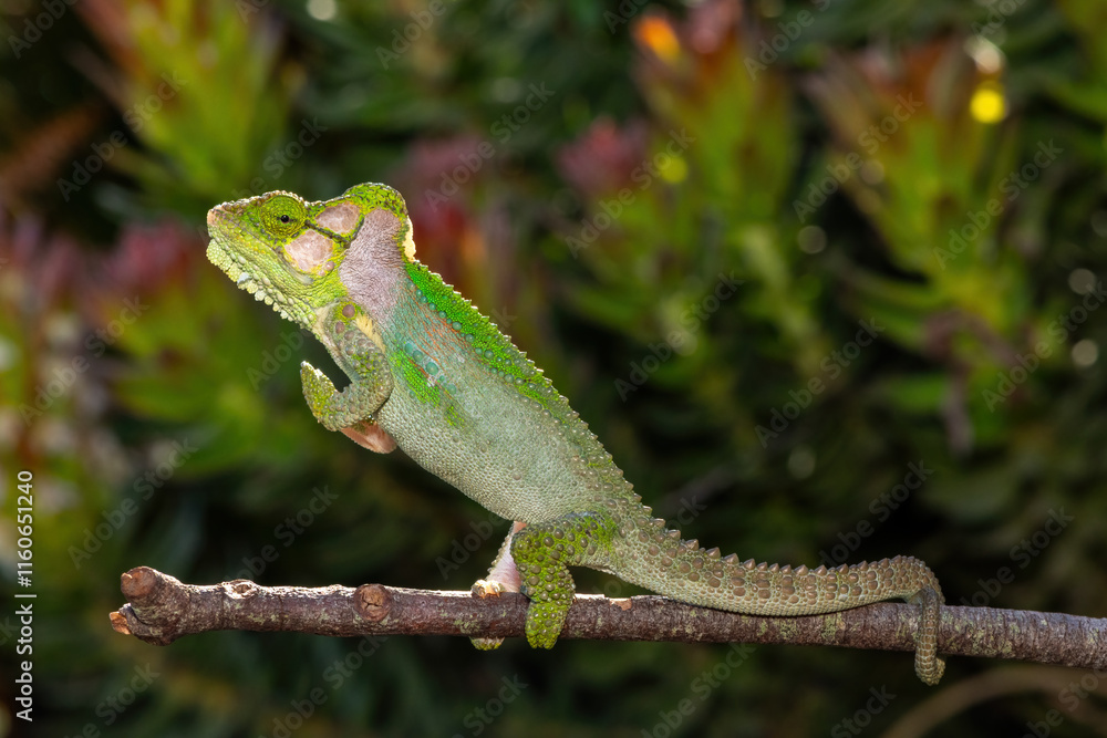A stunningly beautiful Knysna dwarf chameleon (Bradypodion damaranum), in the wild, in the Western Cape, South Africa A stunningly beautiful Knysna dwarf chameleon (Bradypodion damaranum), in the wild, in the Western Cape, South Africa