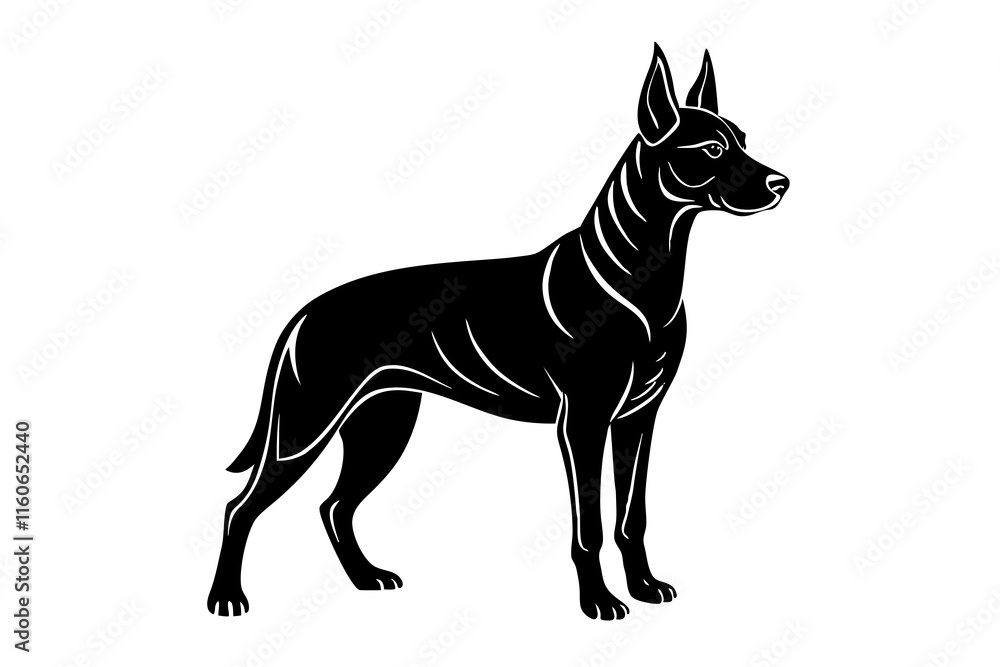 Belgian Malinois Silhouette in Protective Stance with Alert Ears Belgian Malinois Silhouette in Protective Stance with Alert Ears