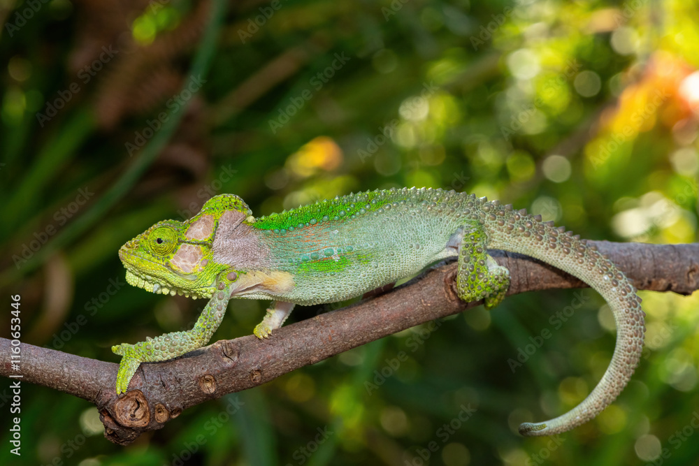 A stunningly beautiful Knysna dwarf chameleon (Bradypodion damaranum), in the wild, in the Western Cape, South Africa A stunningly beautiful Knysna dwarf chameleon (Bradypodion damaranum), in the wild, in the Western Cape, South Africa
