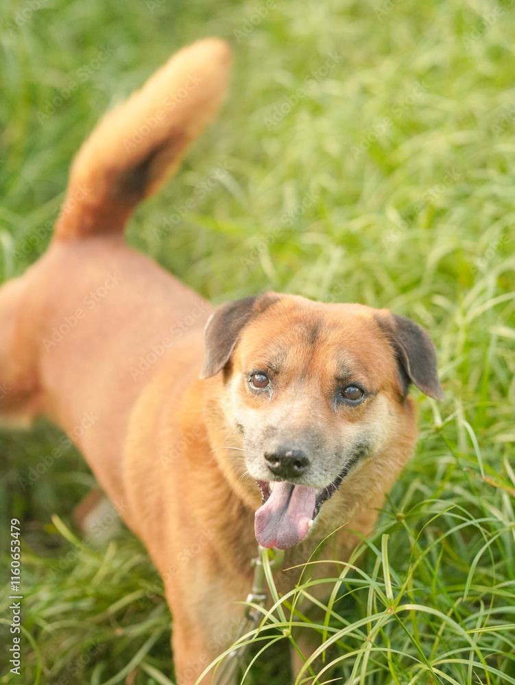 Pets, brown dogs, sleeping, playing, sitting in the grass area in the evening. Pets, guard dogs. Dog in the green backyard Pets, brown dogs, sleeping, playing, sitting in the grass area in the evening. Pets, guard dogs. Dog in the green backyard