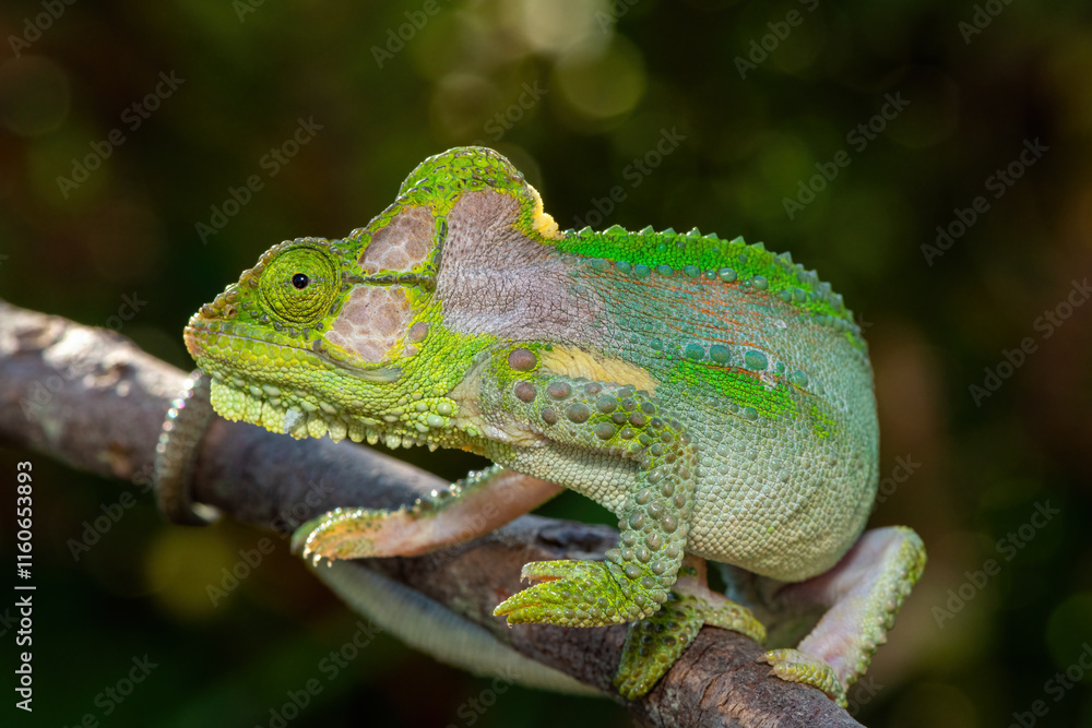 Fototapeta premium A stunningly beautiful Knysna dwarf chameleon (Bradypodion damaranum), in the wild, in the Western Cape, South Africa