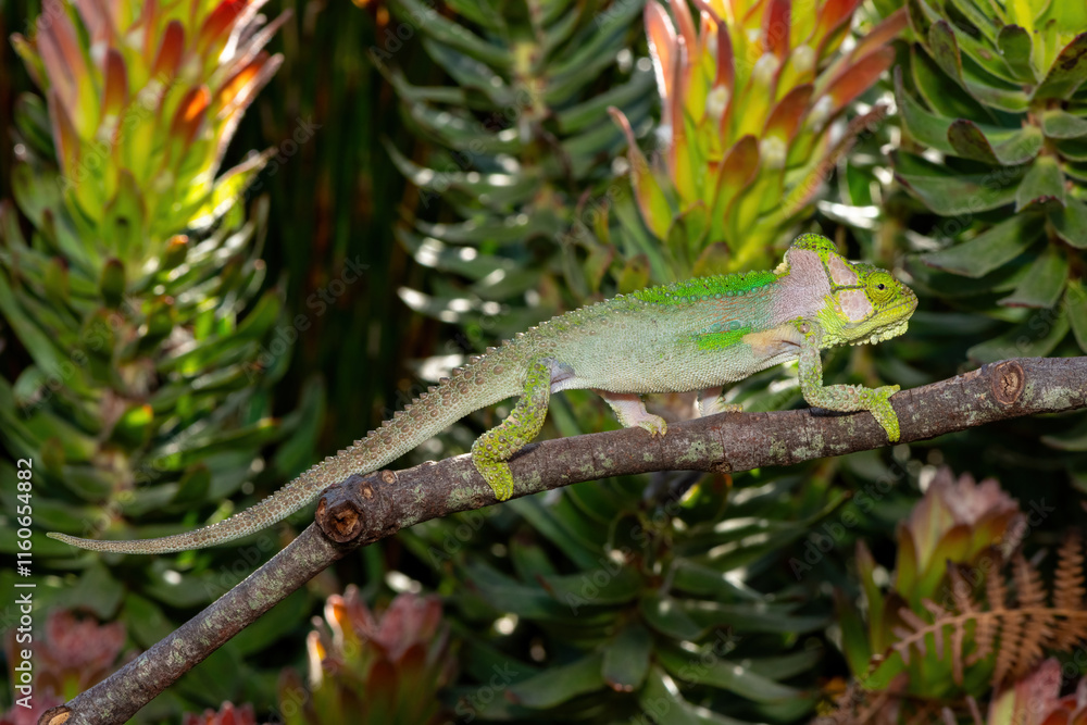 Obraz premium A stunningly beautiful Knysna dwarf chameleon (Bradypodion damaranum), in the wild, in the Western Cape, South Africa