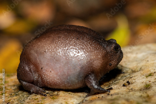 Close-up of a cute plain rain frog (Breviceps fuscus), also known as a black rain frog or Tsitsikamma rain frog photo