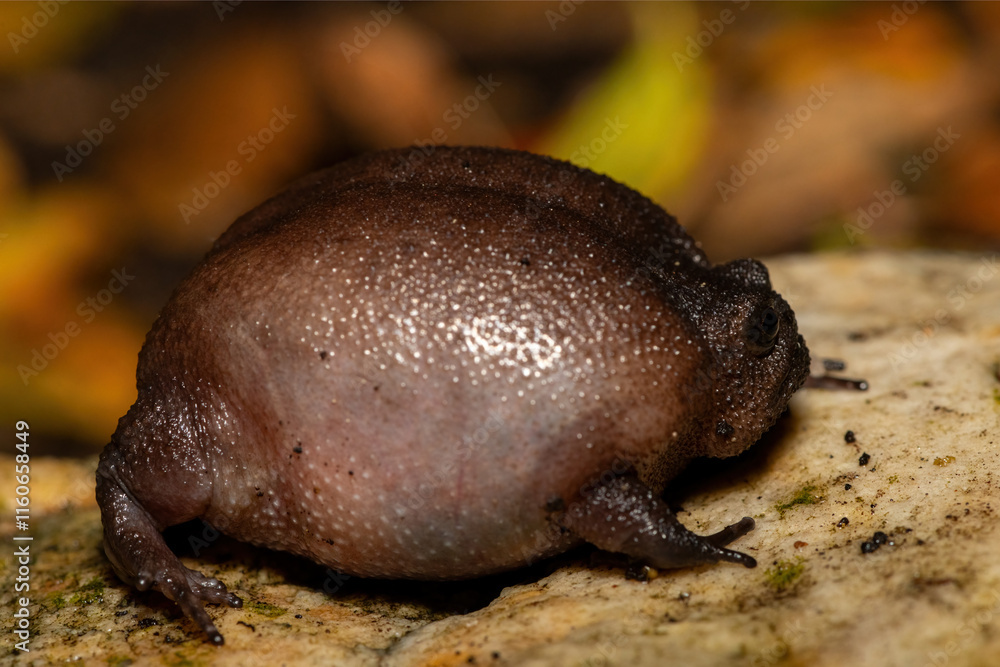 Close-up of a cute plain rain frog (Breviceps fuscus), also known as a black rain frog or Tsitsikamma rain frog Close-up of a cute plain rain frog (Breviceps fuscus), also known as a black rain frog or Tsitsikamma rain frog