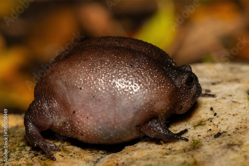 Close-up of a cute plain rain frog (Breviceps fuscus), also known as a black rain frog or Tsitsikamma rain frog photo