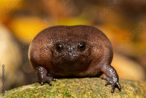 Close-up of a cute plain rain frog (Breviceps fuscus), also known as a black rain frog or Tsitsikamma rain frog