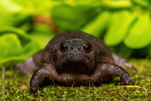 A cute plain rain frog (Breviceps fuscus), also known as a black rain frog or Tsitsikamma rain frog, in the wild
