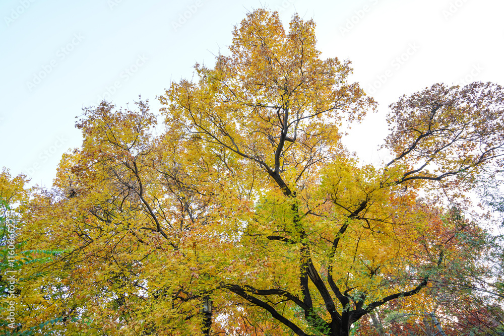 Trees in the Temple of Heaven Park in Beijing
