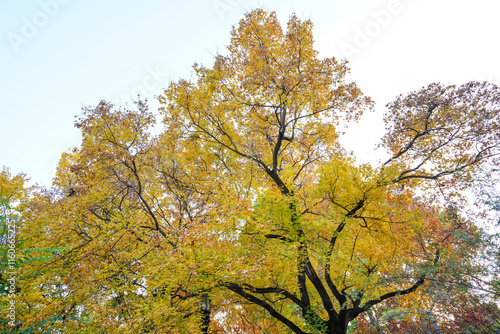 Obraz na płótnie Trees in the Temple of Heaven Park in Beijing w salonie