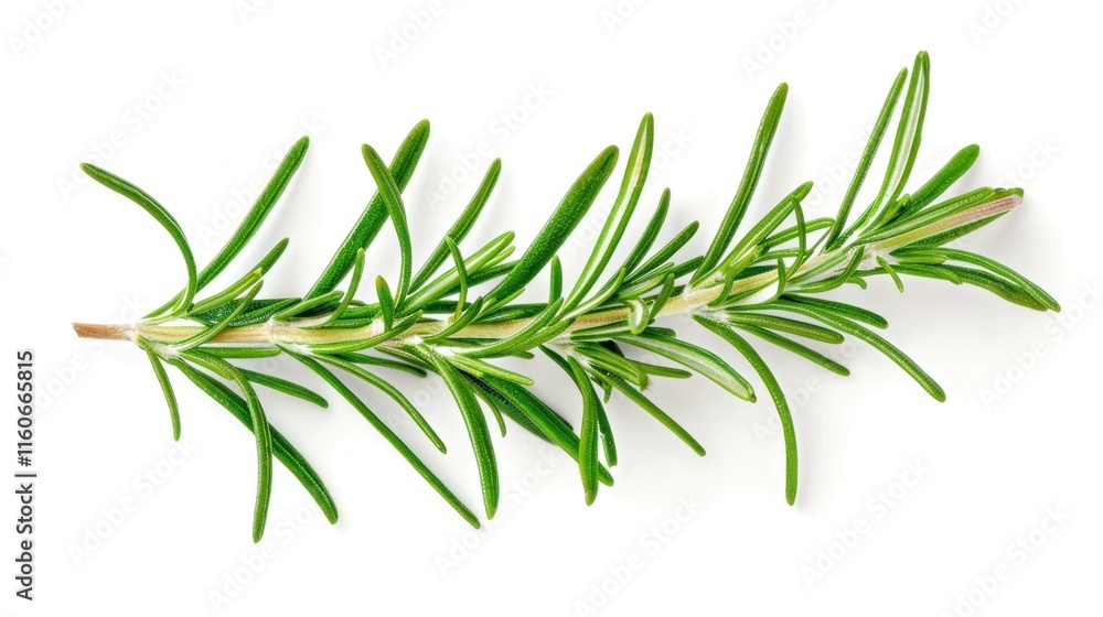 Fresh rosemary sprig on white background. (1) Fresh rosemary sprig on white background. (1)