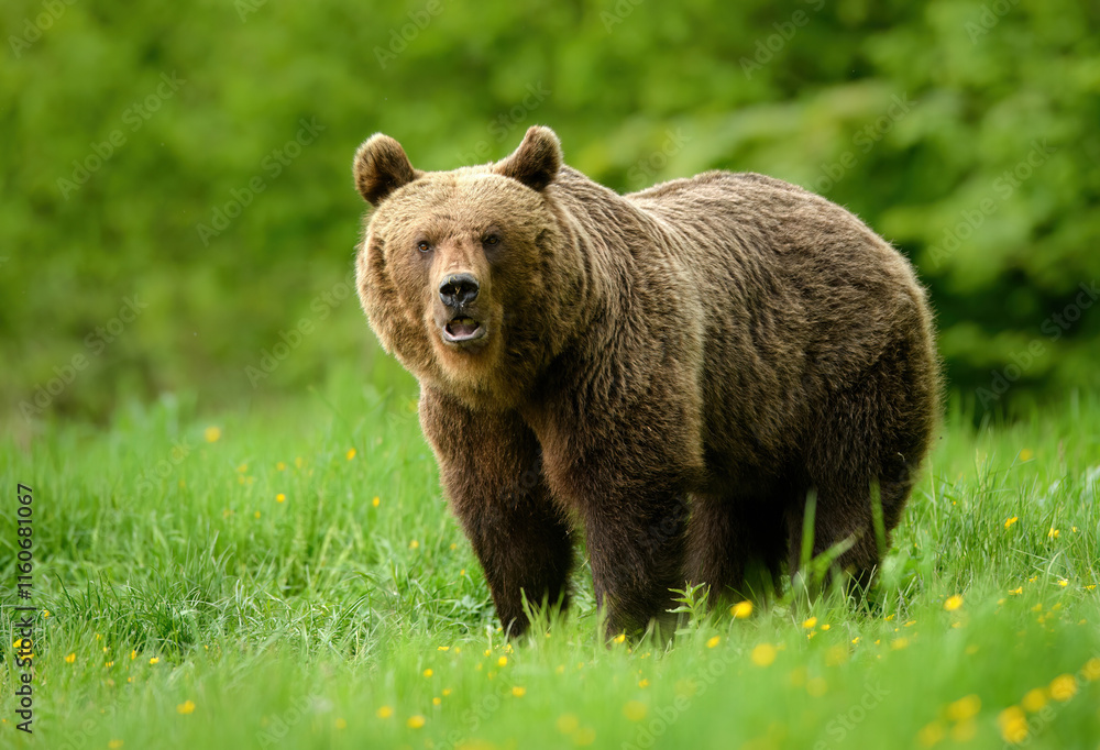 Fototapeta premium Wild brown bear ( Ursus arctos )