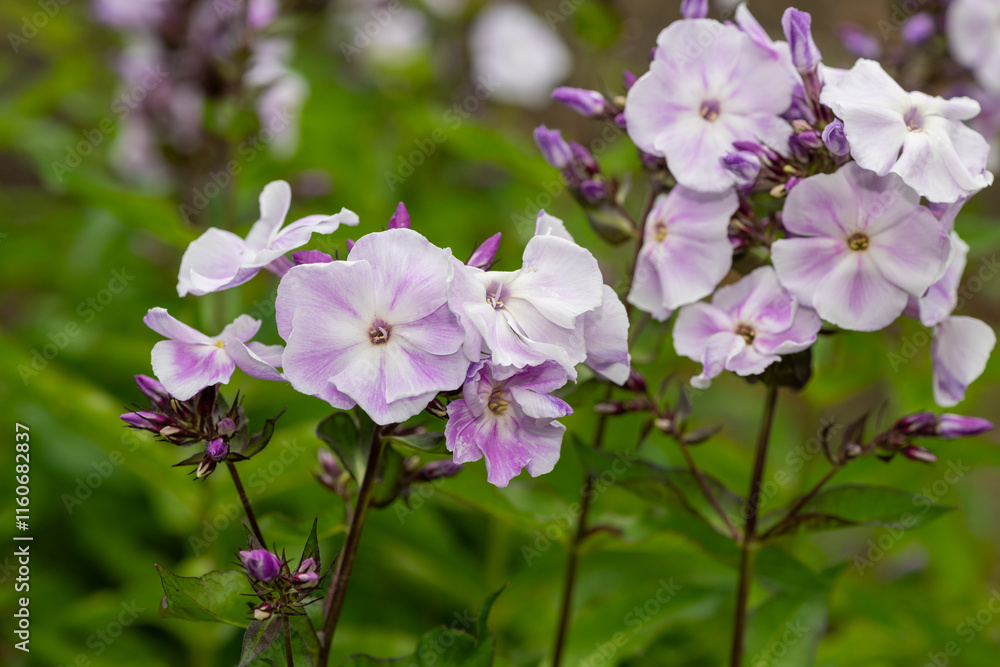 Pink garden phlox (phlox paniculata) flowers in bloom Pink garden phlox (phlox paniculata) flowers in bloom