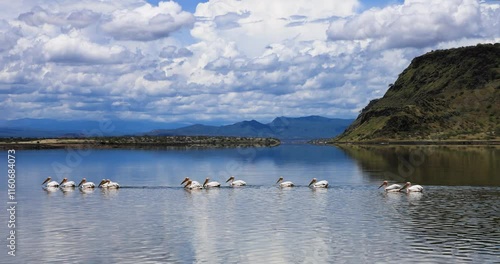 A family of pelicans swim in a lake