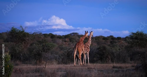 A family of giraffes walks in the savannah