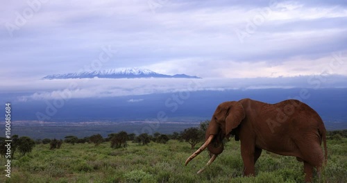 Tuskers or elephants walking in the savannah with a snow-capped mountain in the background