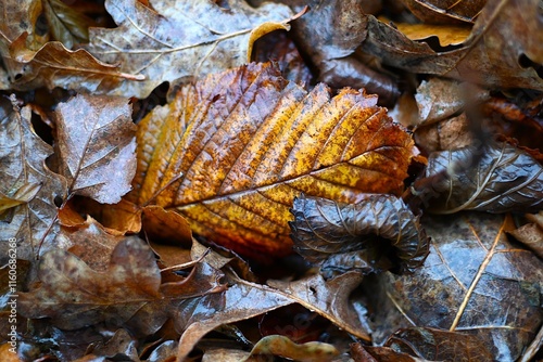Wet Autumn Leaves on Forest Floor with Beech Leaf Detail, Fjellerup Denmark