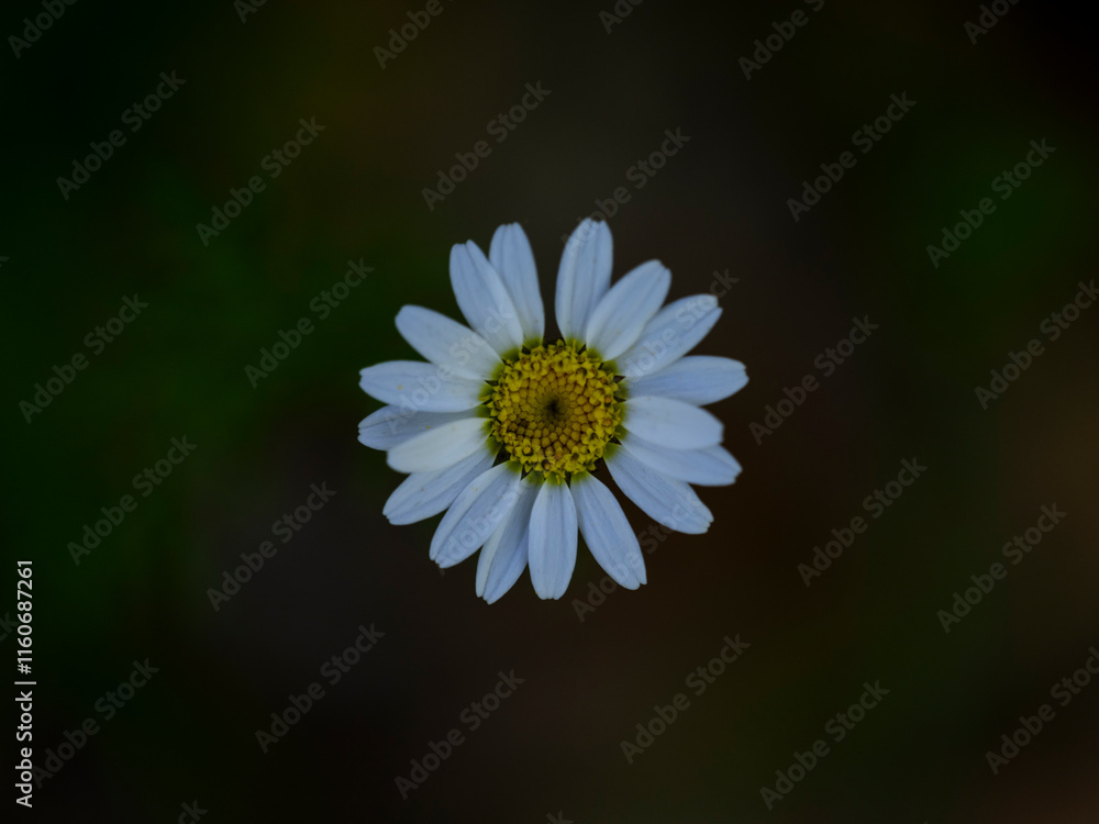 Fototapeta premium beautiful daisy in the nature
