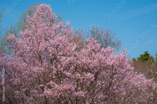 青空の下で満開に咲き誇る桜の木々