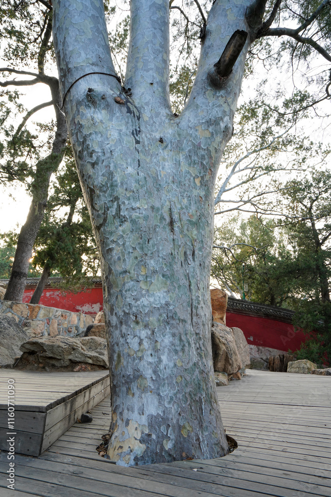 Pinus bungeana in Summer Palace