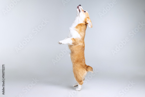 Welsh Corgi Pembroke on a uniform background