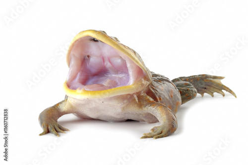 Foto Freddy krueger frog closeup isolated on white background, Budget frog is opening