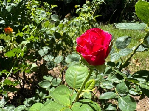 Red rose bud. Close-up. Rosa 'Ingrid Bergman': a striking red hybrid tea rose with velvety petals and a rose fragrance. Named after the legendary actress, it's a beautiful addition to any garden. photo