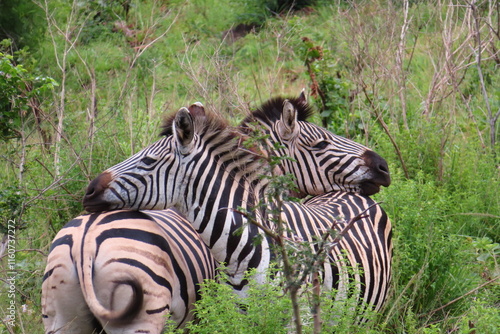 Zebras cuddling in Hluhluwe park photo