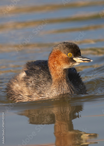 Little Grebe (Tachybaptus ruficollis) With a catch. The Little Grebe is a small, diving bird with dark plumage, chestnut throat, and nests in freshwater habitats worldwide. photo