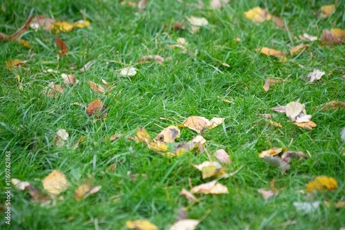 Green grass and yellow leaves on it, autumn concept photo