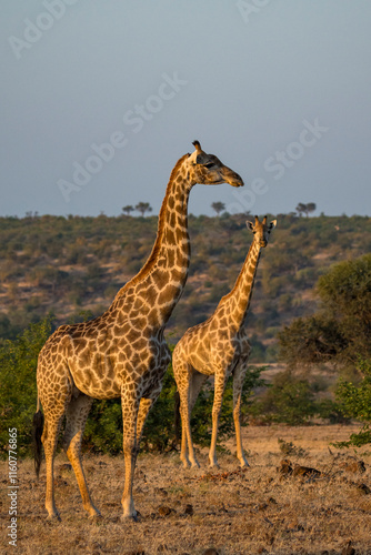 South African giraffe or Cape giraffe (Giraffa giraffa) or (Giraffa camelopardalis giraffa) herd. Mashatu Game Reserve. Northern Tuli Game Reserve.  Botswana. photo