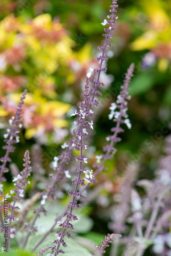 Silver spurflowers (coleus argentatus) in bloom photo