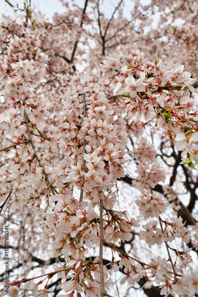 京都 本満寺の枝垂れ桜(枝垂桜)(日本京都府京都市) Kyoto - Weeping cherry blossoms (shidazakura) at Honmanji Temple (Kyoto City, Kyoto Prefecture, Japan) 京都 本満寺の枝垂れ桜(枝垂桜)(日本京都府京都市) Kyoto - Weeping cherry blossoms (shidazakura) at Honmanji Temple (Kyoto City, Kyoto Prefecture, Japan)